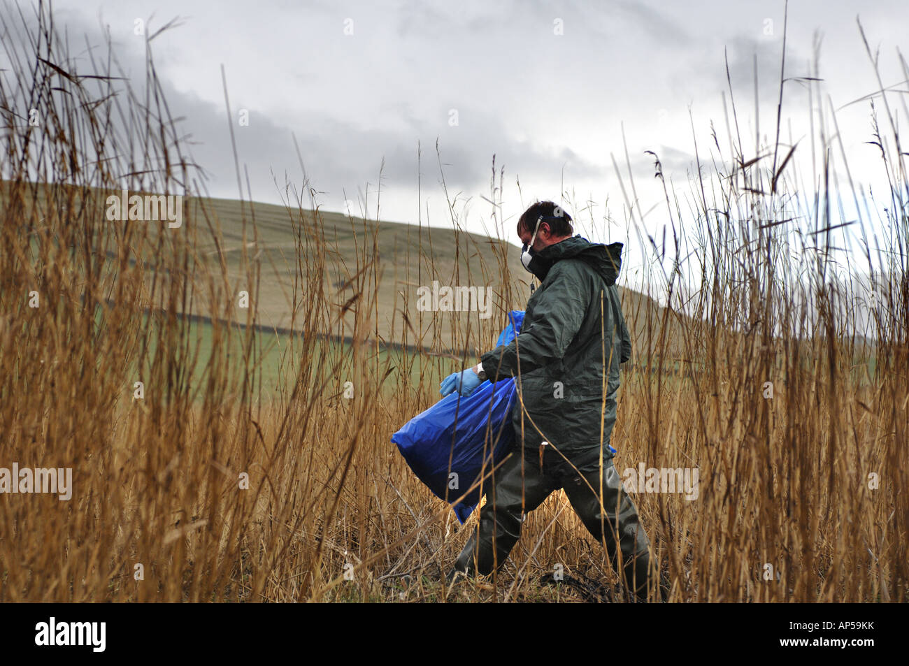 Toten Höckerschwäne in Säcken mit H5N1 Grippe-Virus an Abbotsbury Swannery Dorset in England vermutet Stockfoto