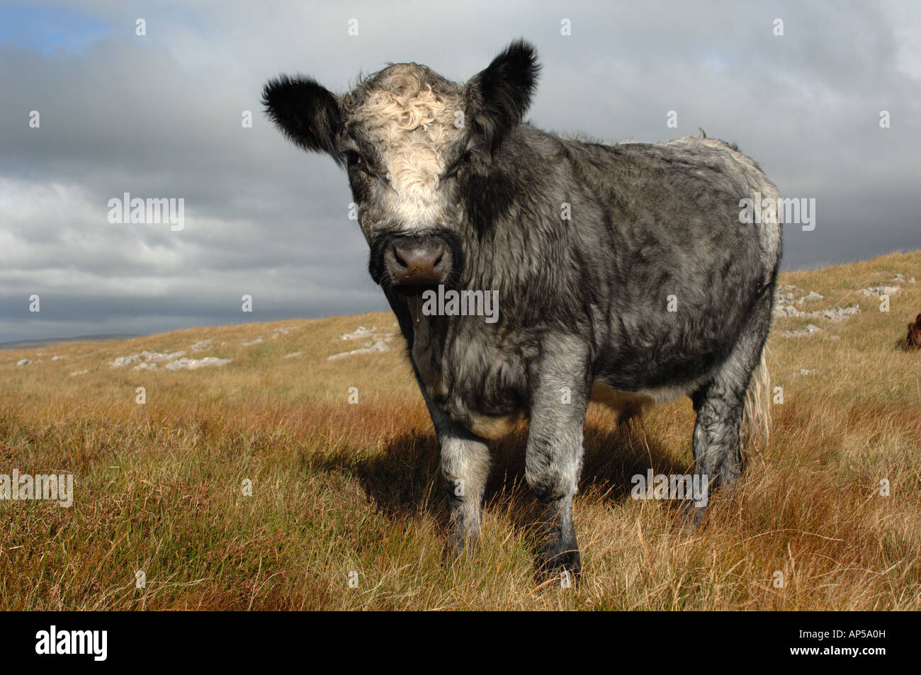Blau grau Rinder weiden auf Ingleborough National Nature Reserve North Yorkshire England Stockfoto