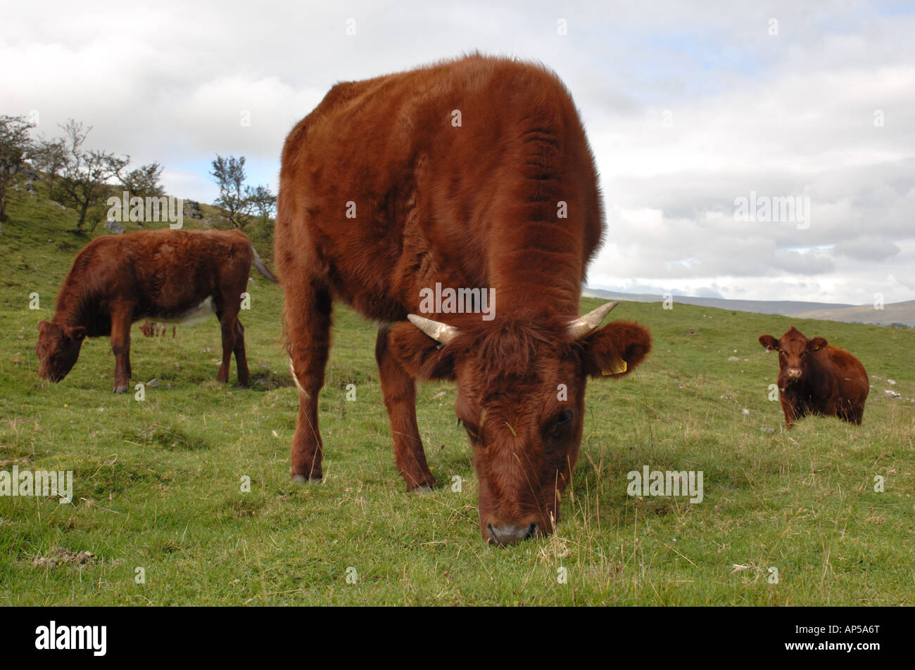 Kurze Hornvieh Weiden auf Ingleborough National Nature Reserve North Yorkshire England Stockfoto