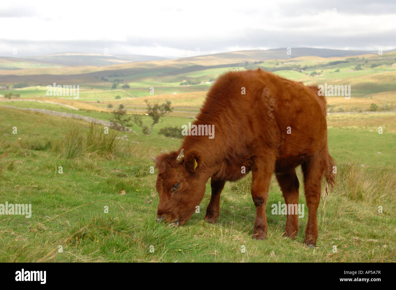 Kurze Hornvieh Weiden auf Ingleborough National Nature Reserve North Yorkshire England Stockfoto