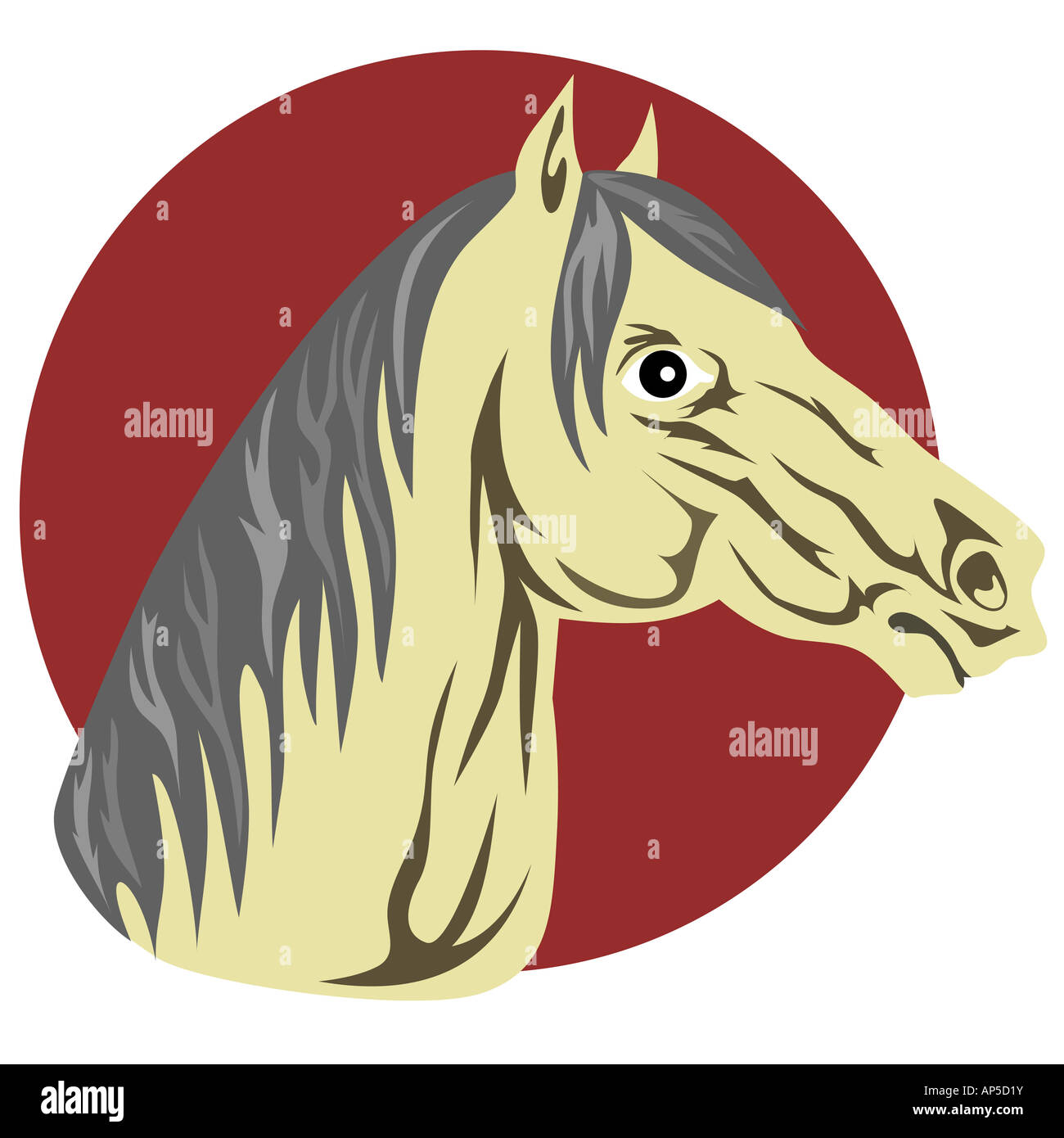 Arabisches Pferd Stockfoto