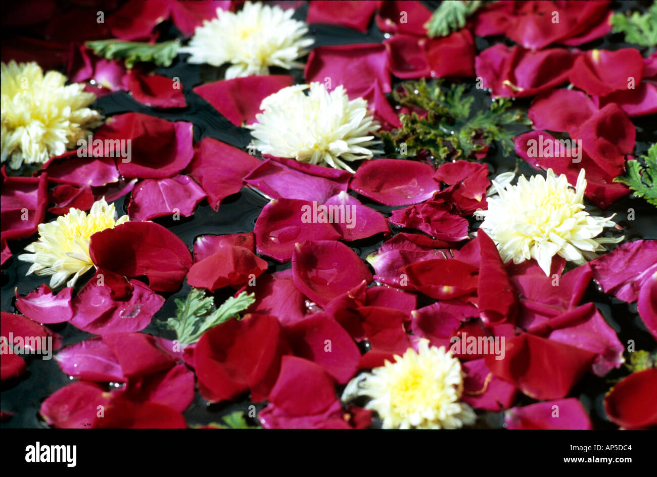 Rote und weiße Blüten schweben im Wasser Indien Stockfoto