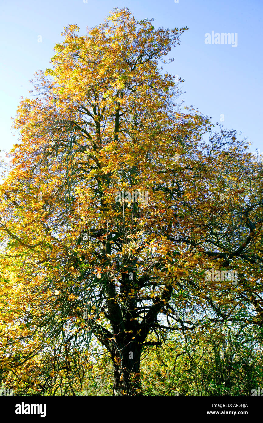 Rosskastanie Blätter im Herbst Stockfoto