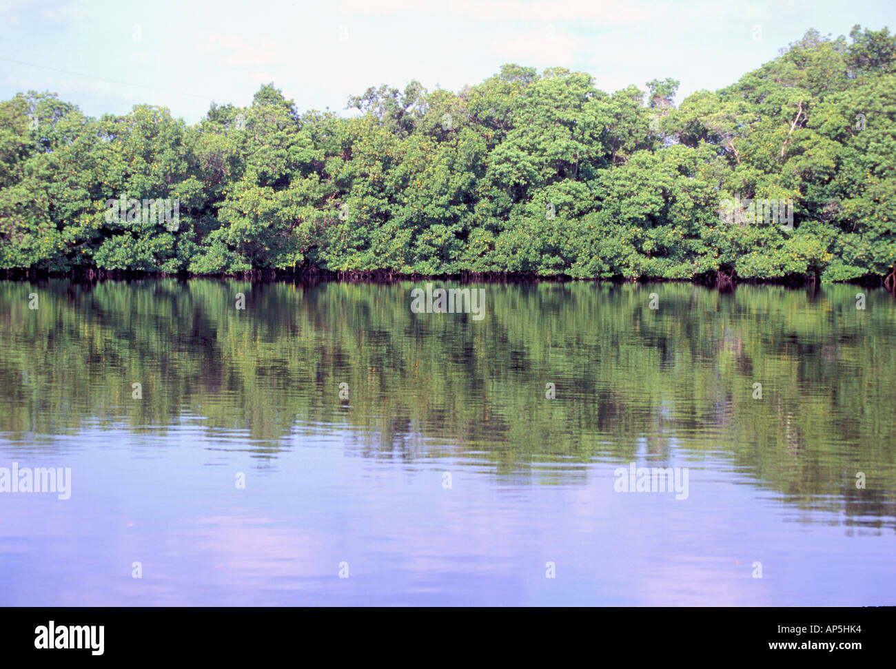 Nordamerika, USA, Florida, Everglades, 10.000 Inseln Schildkröte Schlüssel. Mangrove (Avicennia Germinans) Stockfoto