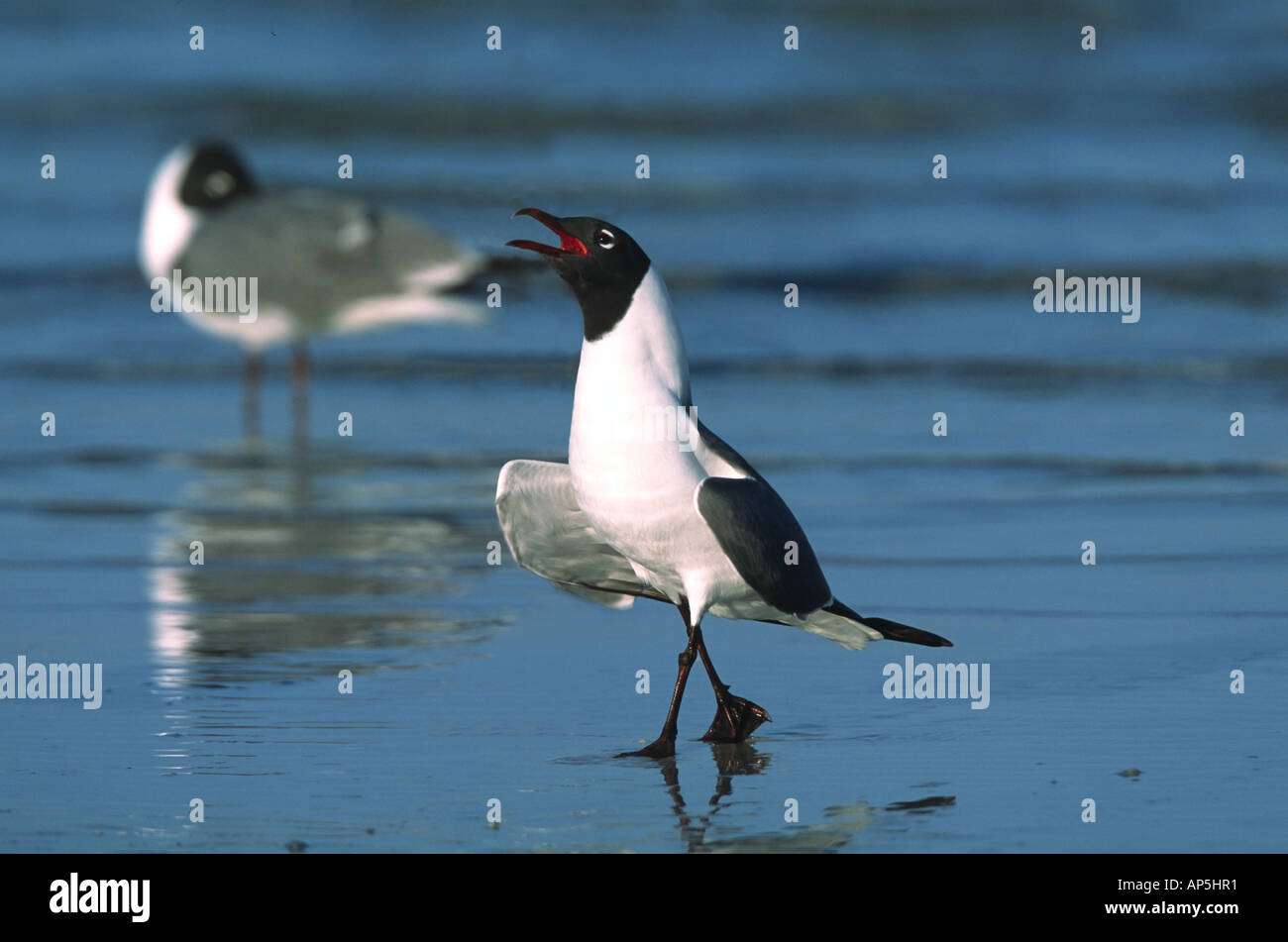 Balz der Lachen Möwe (Larus Atricilla). USA, Florida Stockfoto