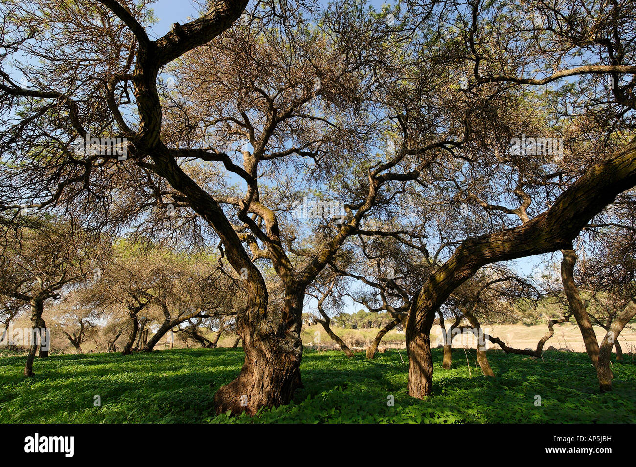 Acacia Albida Bäume in Tel Shimron auf der Grenzlinie von Jezreel Senke und dem unteren Galiläa Israel Stockfoto