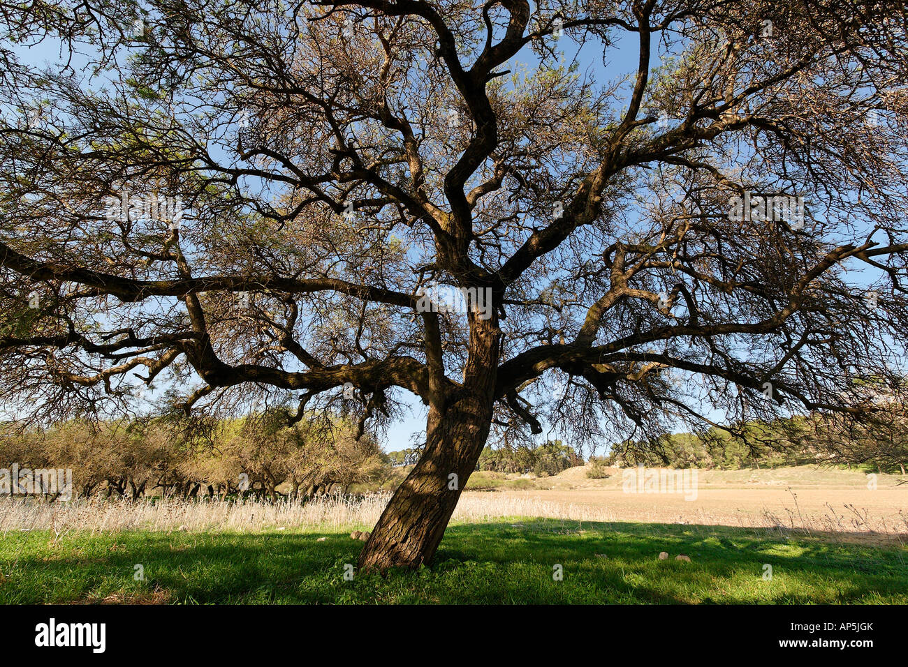 Acacia Albida Bäume in Tel Shimron auf der Grenzlinie von Jezreel Senke und dem unteren Galiläa Israel Stockfoto