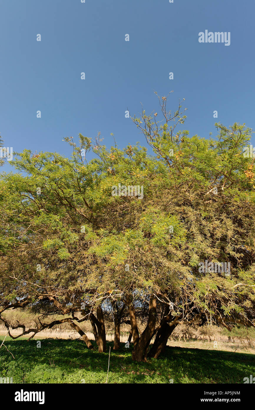 Acacia Albida Bäume in Tel Shimron auf der Grenzlinie von Jezreel Senke und dem unteren Galiläa Israel Stockfoto