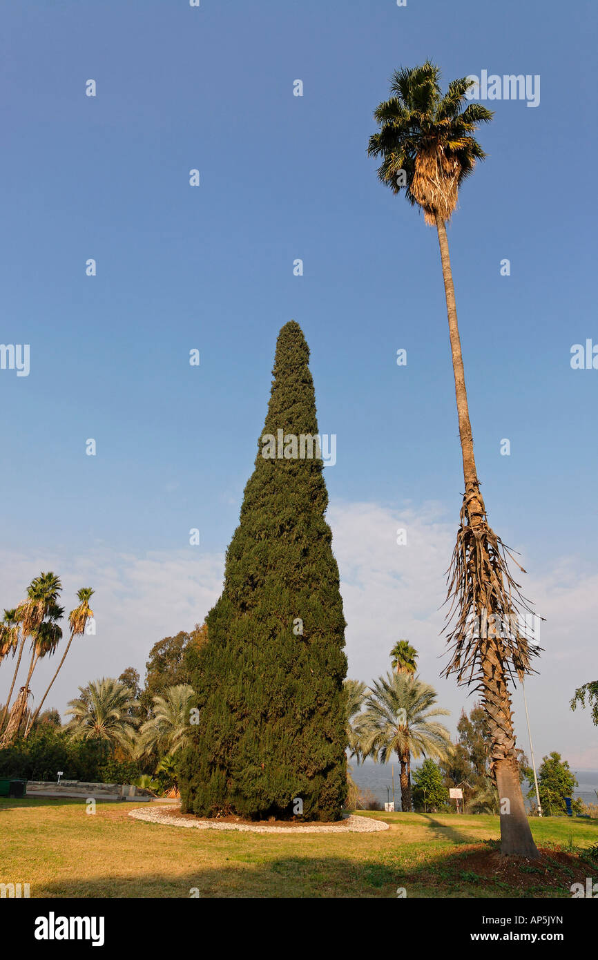 Cypress Tree Cupresus Sempervirens im Kibbuz Degania Aleph vom See Genezareth Israel Stockfoto