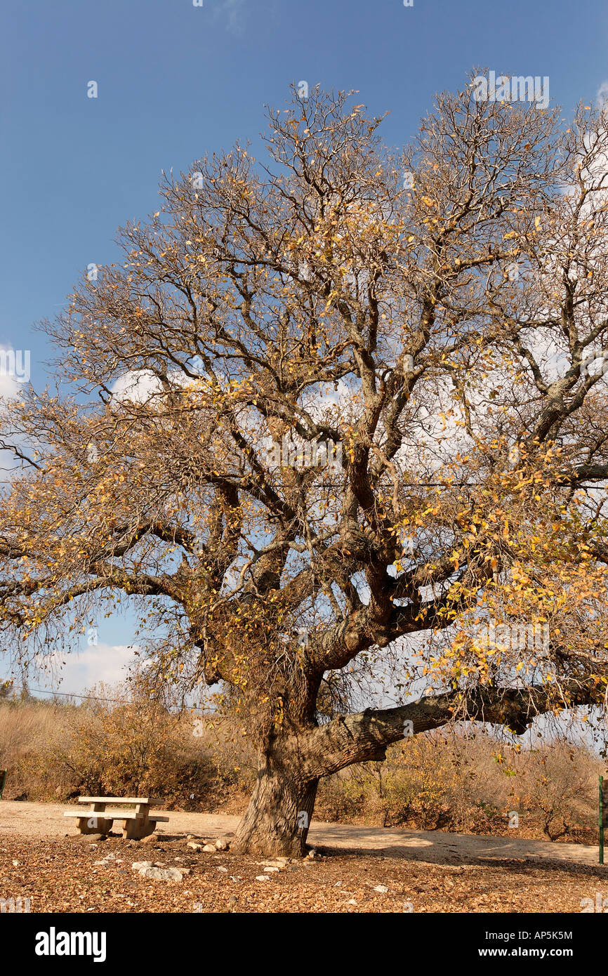 Israel die unteren Galiläa Mount Tabor Eiche Baum Quercus Ithaburensis in Beth Keshet Stockfoto