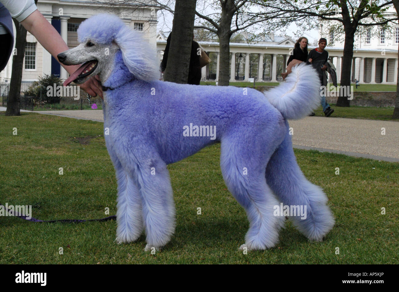 Pudel in Greenwich Park London England 21 04 2003 blau lackierte Stockfoto