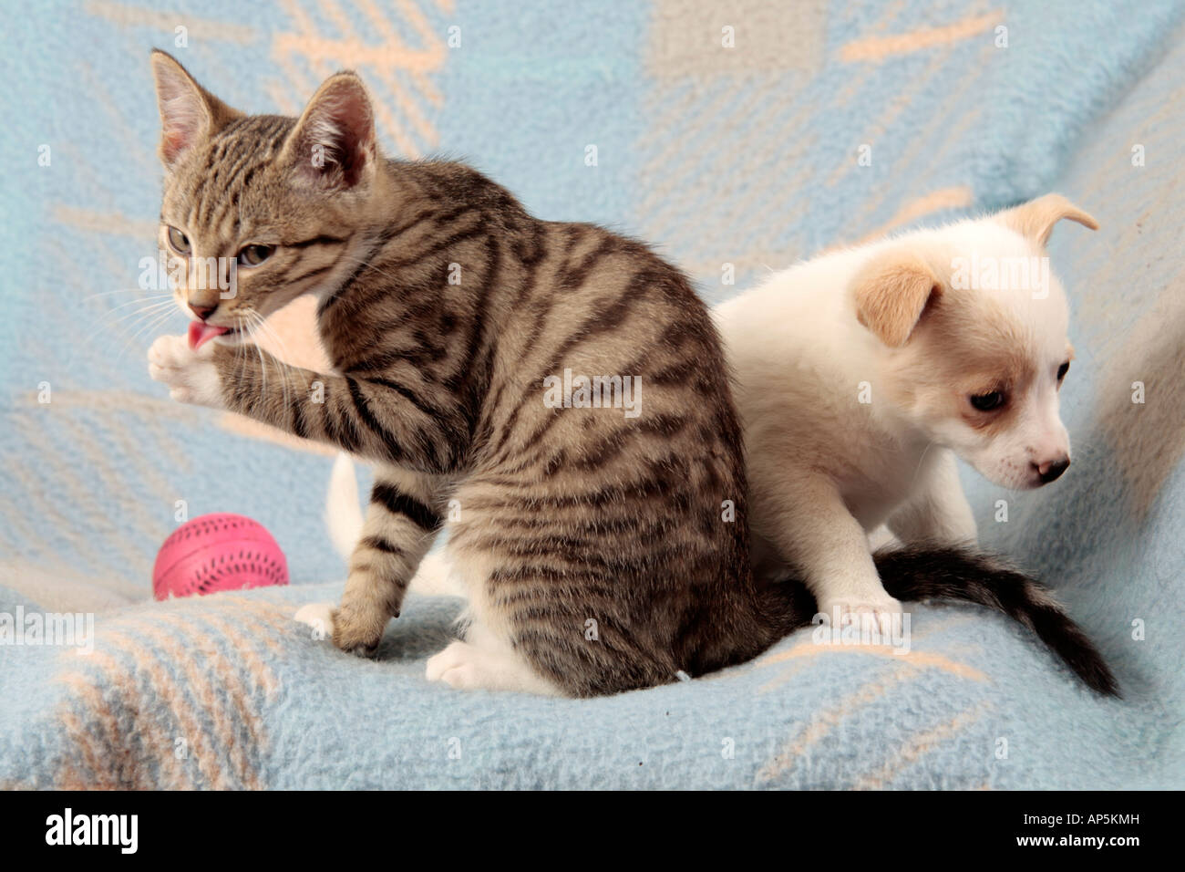 junge Kätzchen und junge Welpen gemeinsam auf einer Decke Stockfoto