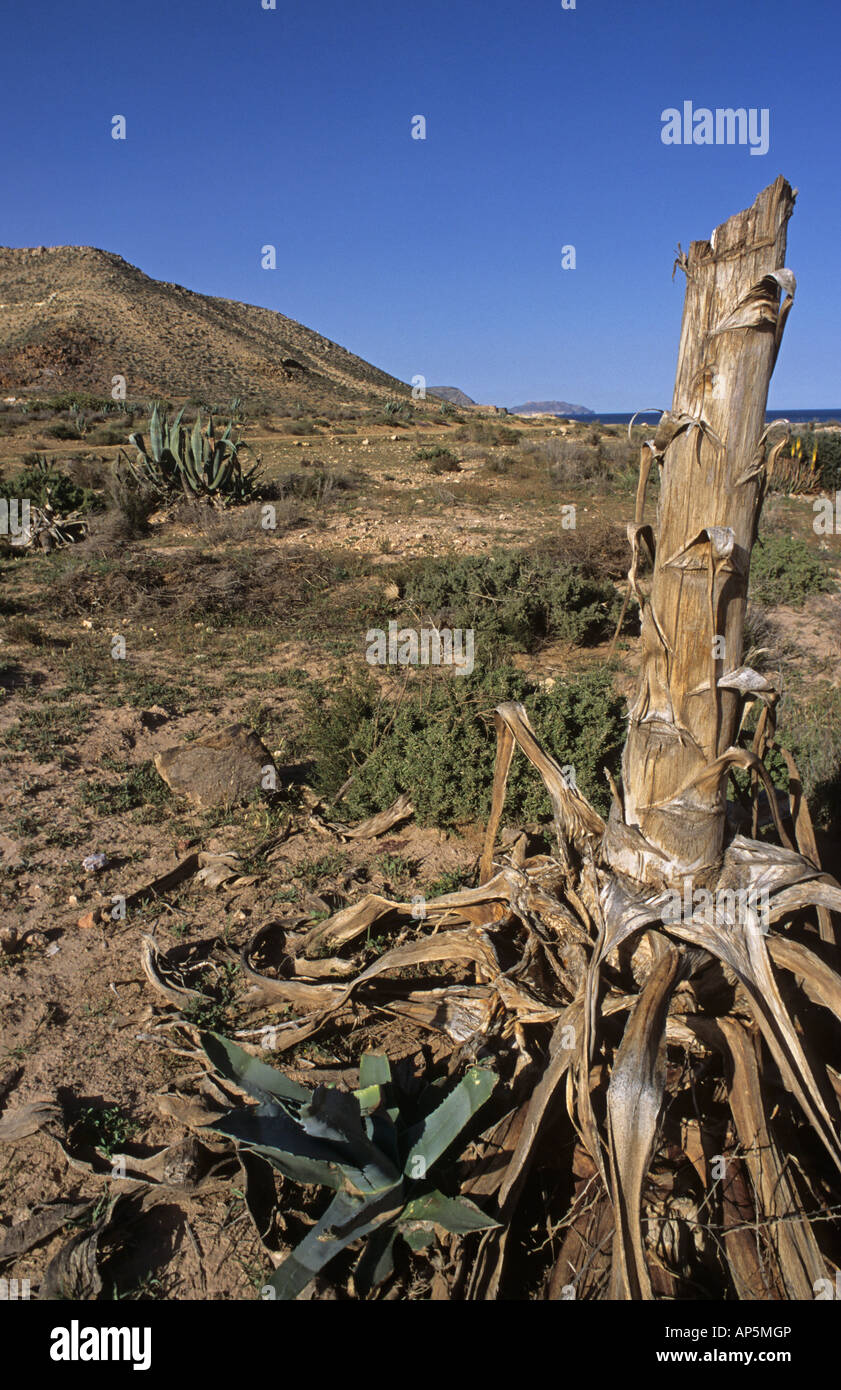 getrocknete Vegetation in Cabo de Gata Natural Park Andalusien Spanien Stockfoto