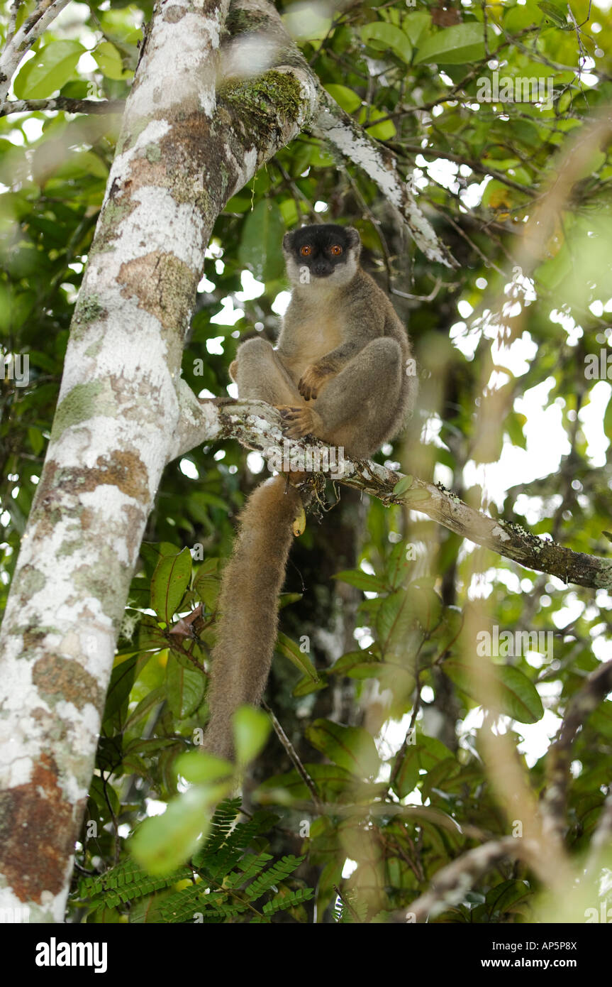 Gemeinsamen braune Lemur, Eulemur Fulvus, Spezialreservat Analamazaotra, Andasibe-Mantadia Nationalpark, Madagaskar Stockfoto