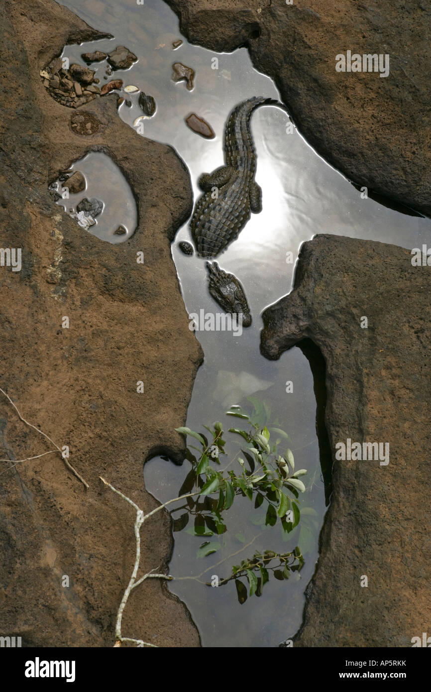 Südamerikanische Kaiman Verlegung in den perfekt stillen Wassern der Iguaçu-Wasserfälle in Argentinien (grenzt an Brasilien und Paraguay) Stockfoto