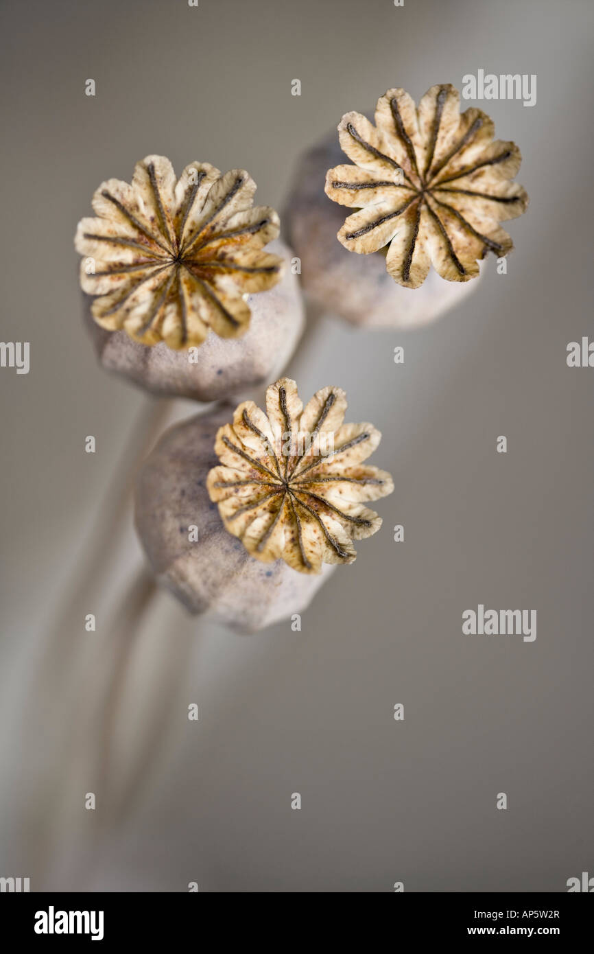 Schlafmohn seedheads Stockfoto