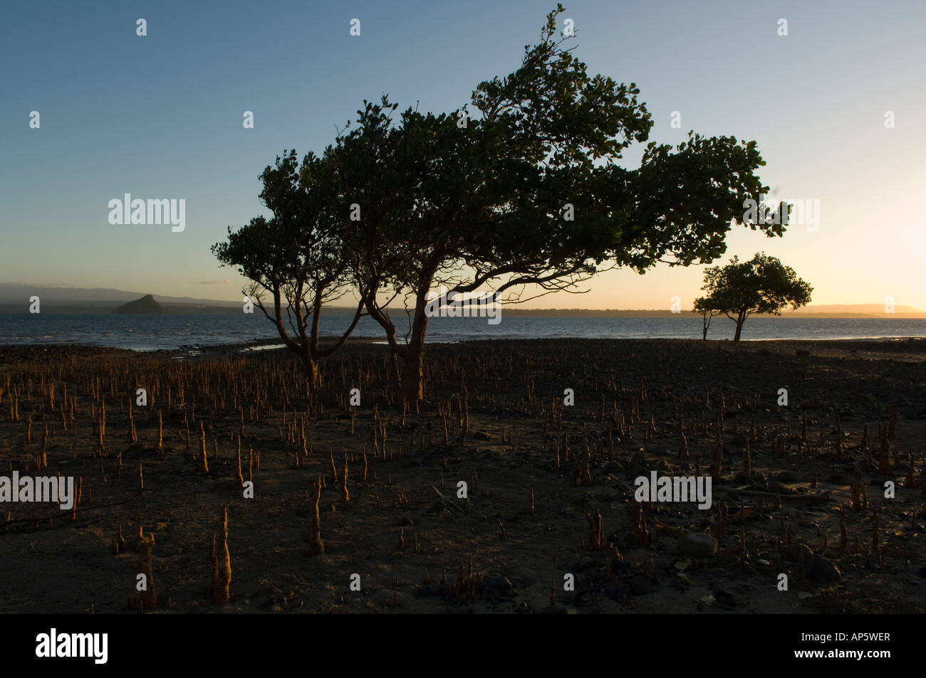 Mangroven, Diego Suarez Bucht, Antsiranana, Diego Suarez, Madagaskar Stockfoto