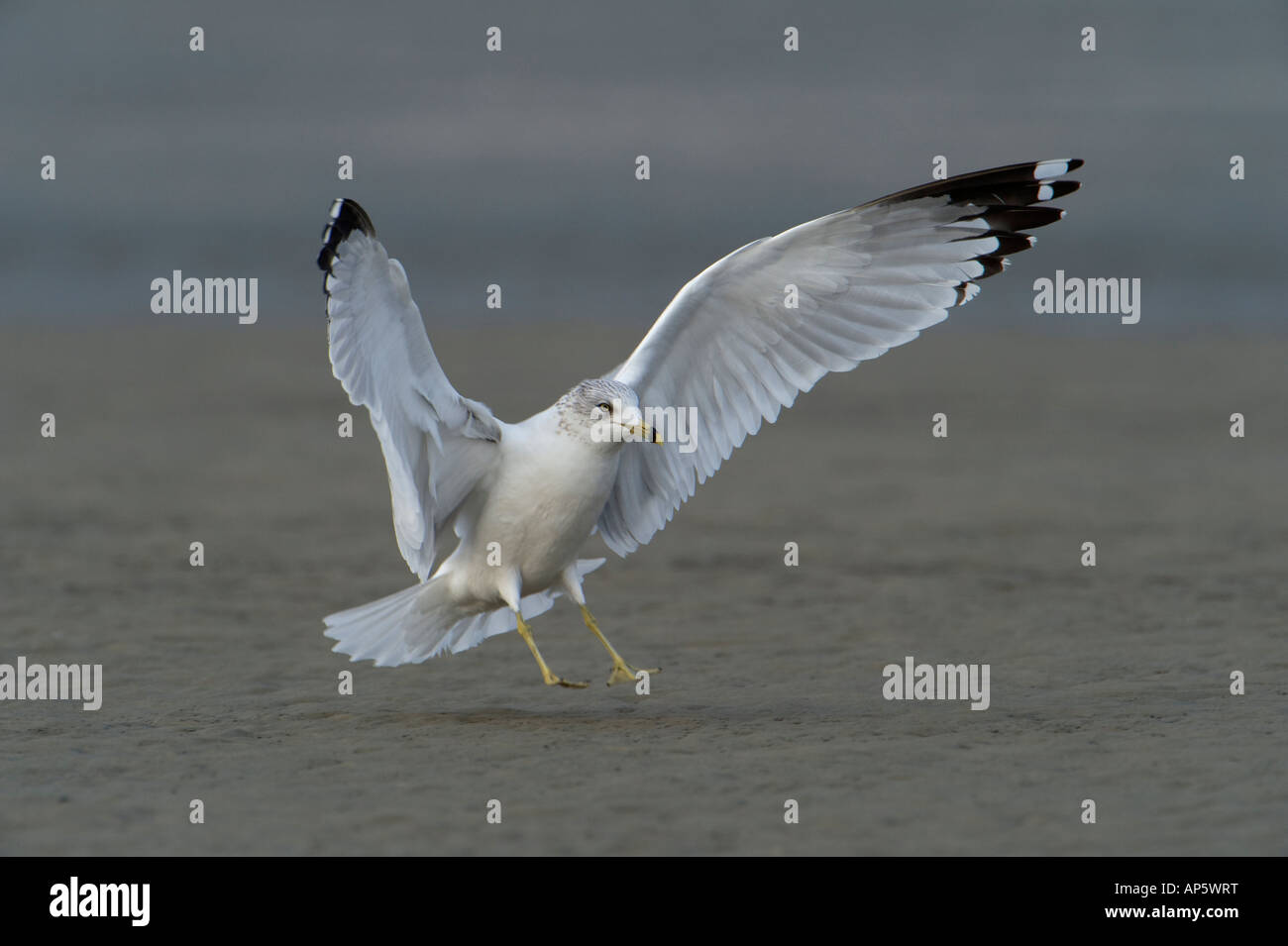 Ein Ring in Rechnung gestellt Möwe, genauso wie er am Strand landet Stockfoto