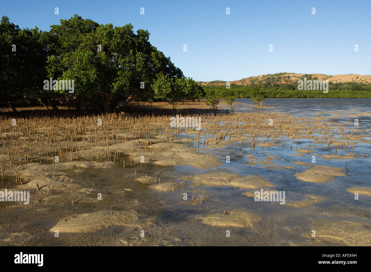 Mangroven, Ramena Strand, Antsiranana, Diego Suarez, Madagaskar Stockfoto
