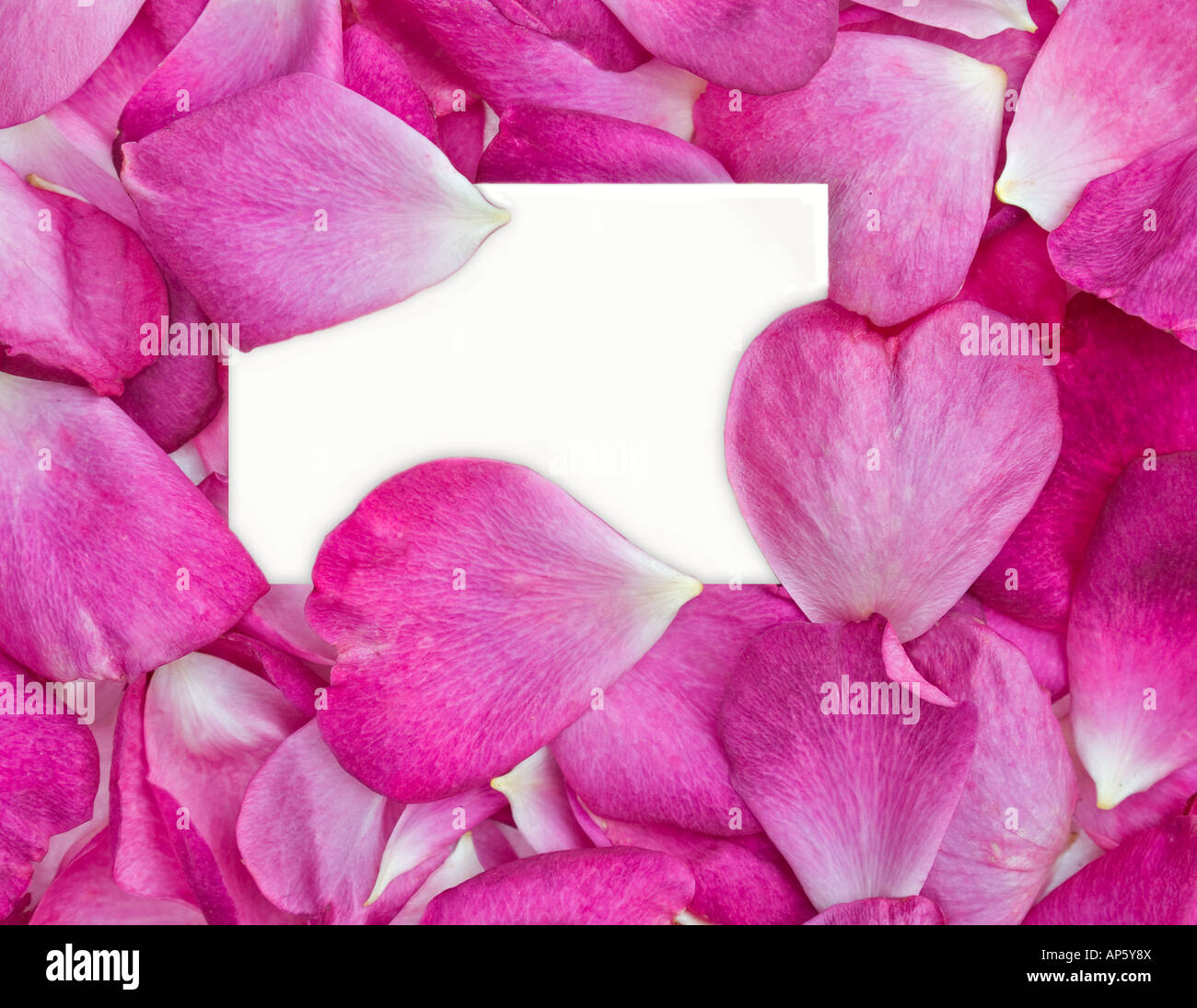 schöne rosa Rosenblüten mit weißem Karton für Ihre Nachricht Stockfoto