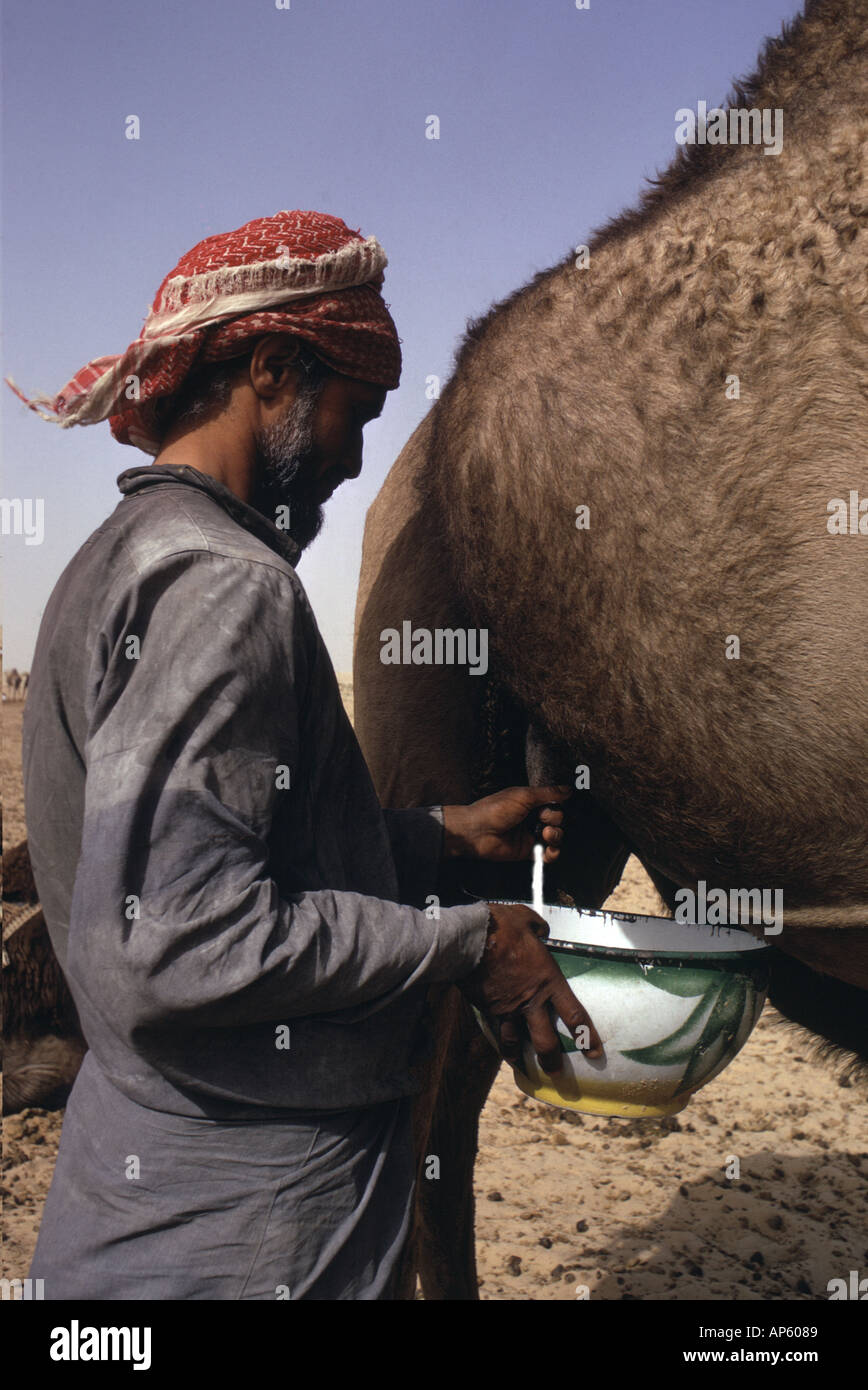 Saudi Arabien, Khali. Al Murrah Beduinen Kamel Lieblings Milch Melken. Sie verwenden verschiedene Kamele zum Reiten Stockfoto