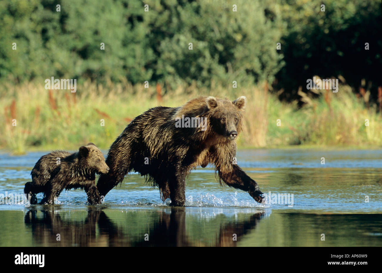 Alaska, Glacier Bay Nationalpark. Alaskan Braunbär Sau und Cub überquert man den Bach.   UNESCO-Weltkulturerbe. Stockfoto