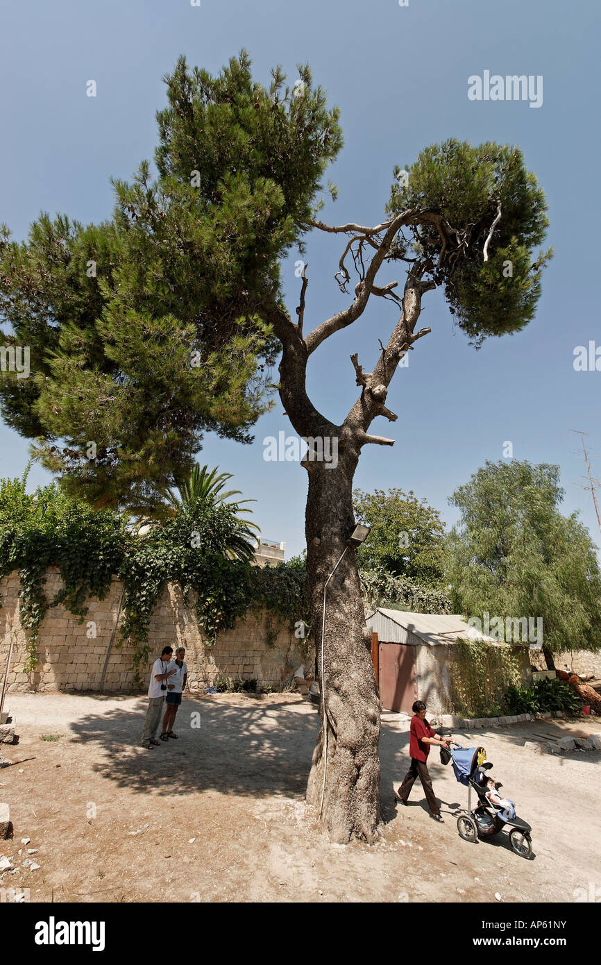 Israel-Aleppo-Kiefer in der Altstadt von Jerusalem Stockfoto