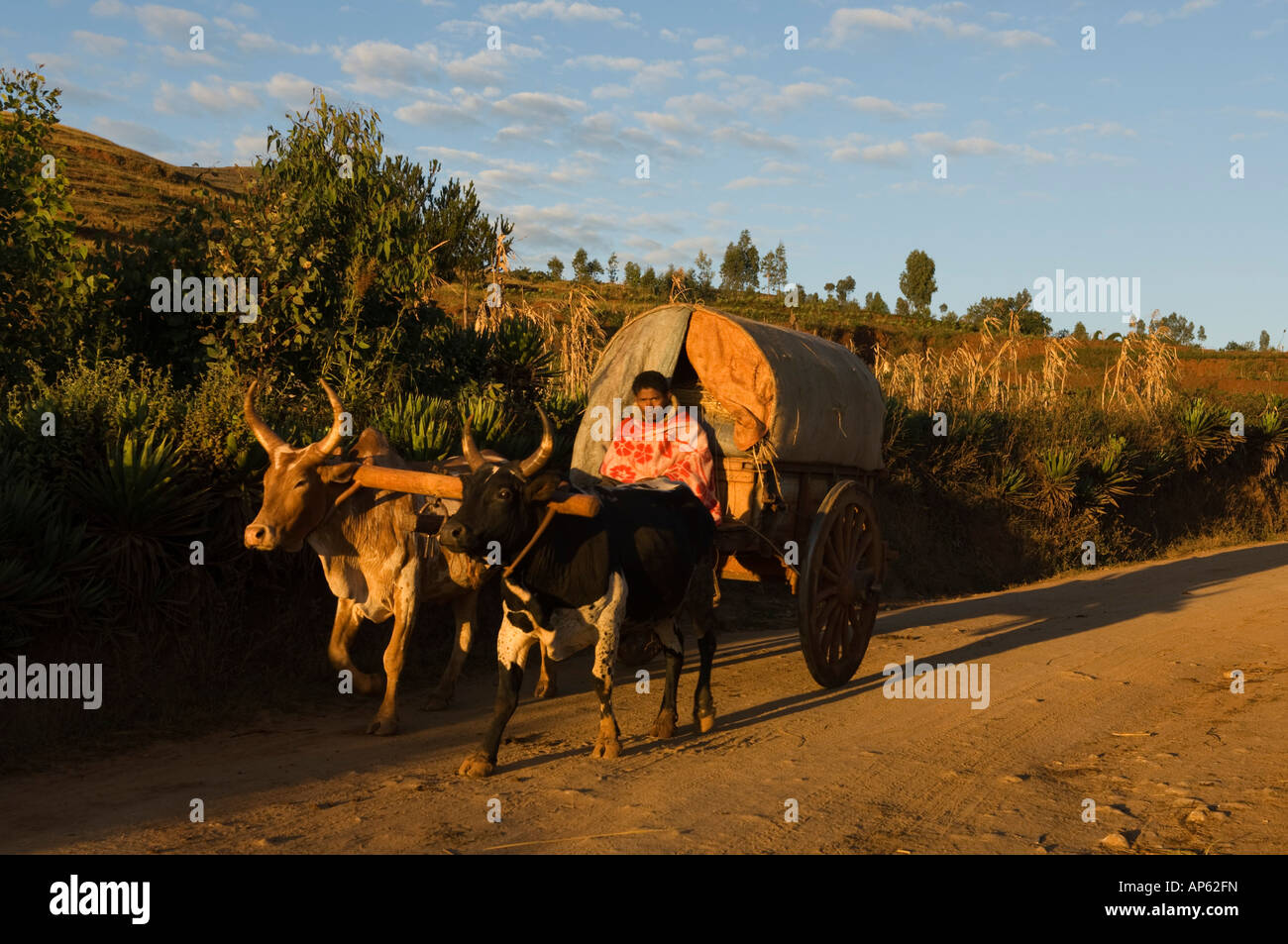 Ochsenkarren, Hochland in der Nähe von Antsirabe, Madagaskar Stockfoto