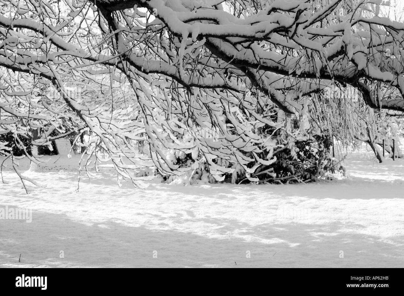 Schnee beladenen Bäumen Monochrom Stockfoto