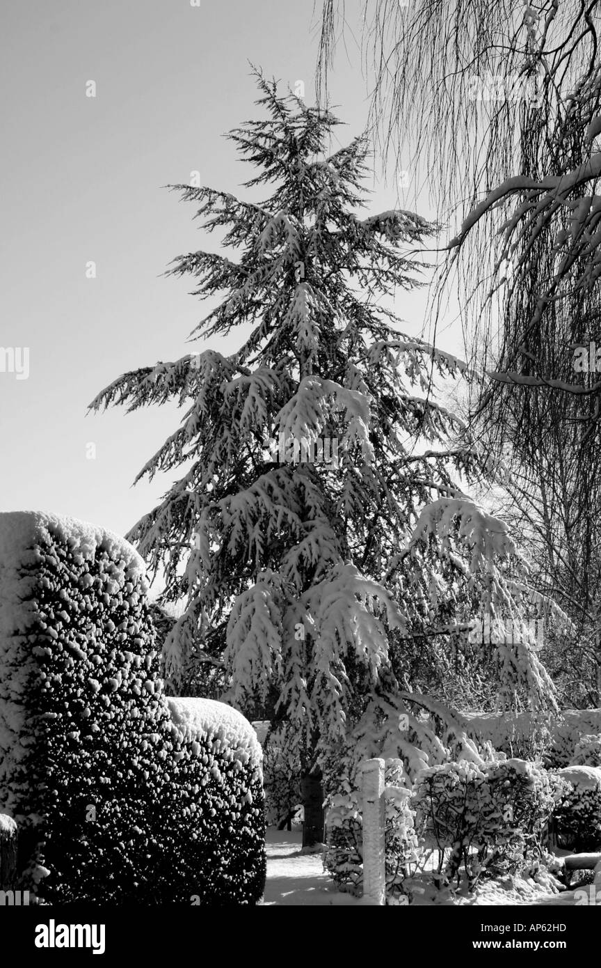 Schnee beladene Nadelbaum Monochrom Stockfoto