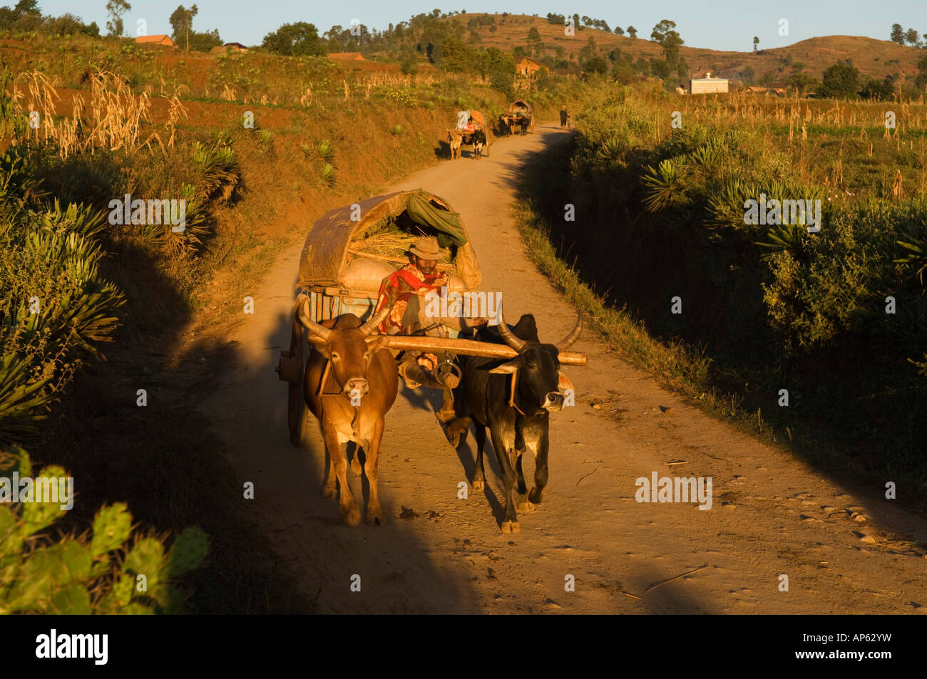 Ochsenkarren, Hochland in der Nähe von Antsirabe, Madagaskar Stockfoto