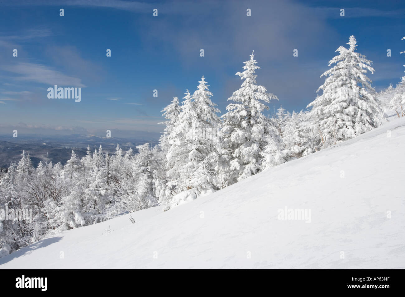 Schnee beladenen Bäumen hoch an den Hängen des Mount Cardigan in Kanaan, NH. Clark Trail. Stockfoto