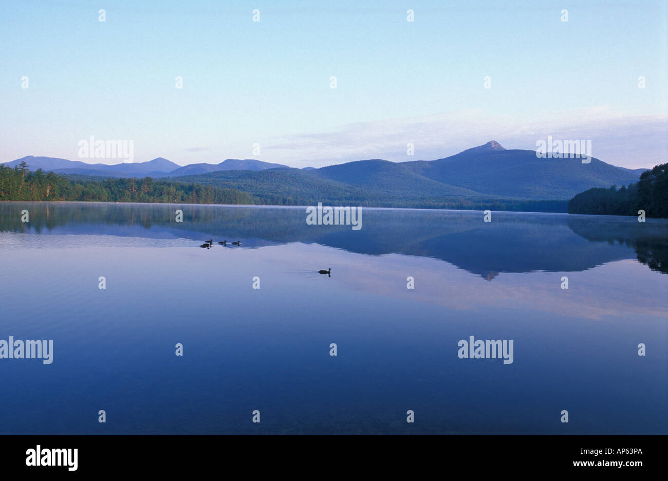 Mt. Chocorua im Morgengrauen von Chocorua See gesehen. Stockente Enten schwimmen im Vordergrund. White Mountains. Tamworth, NH Stockfoto