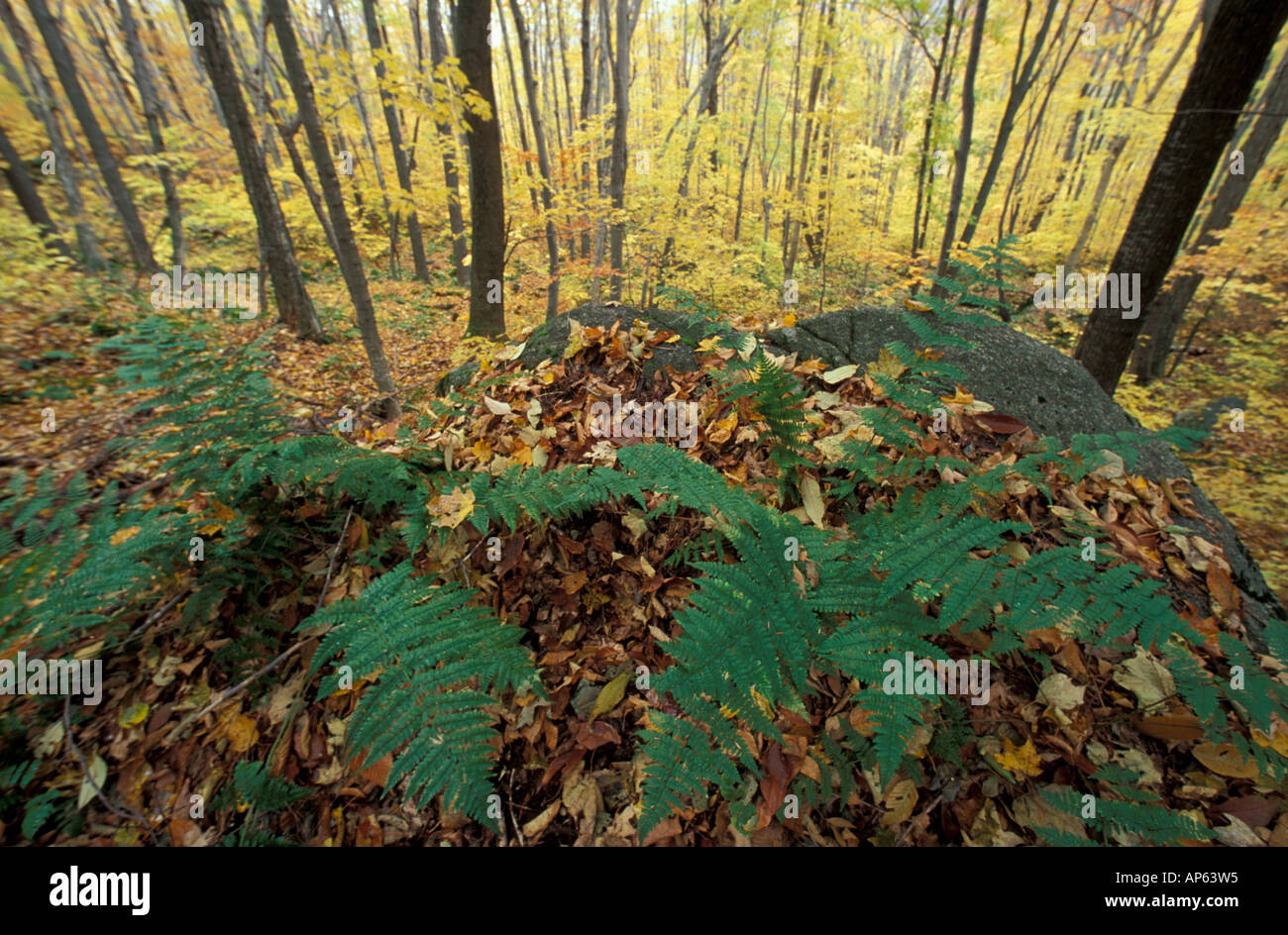 Weiße Berg NF, NH Berg Woodfern, Dryopteris Spinulosa var. Americana. Nördlichen Laubwald im Herbst. Stockfoto