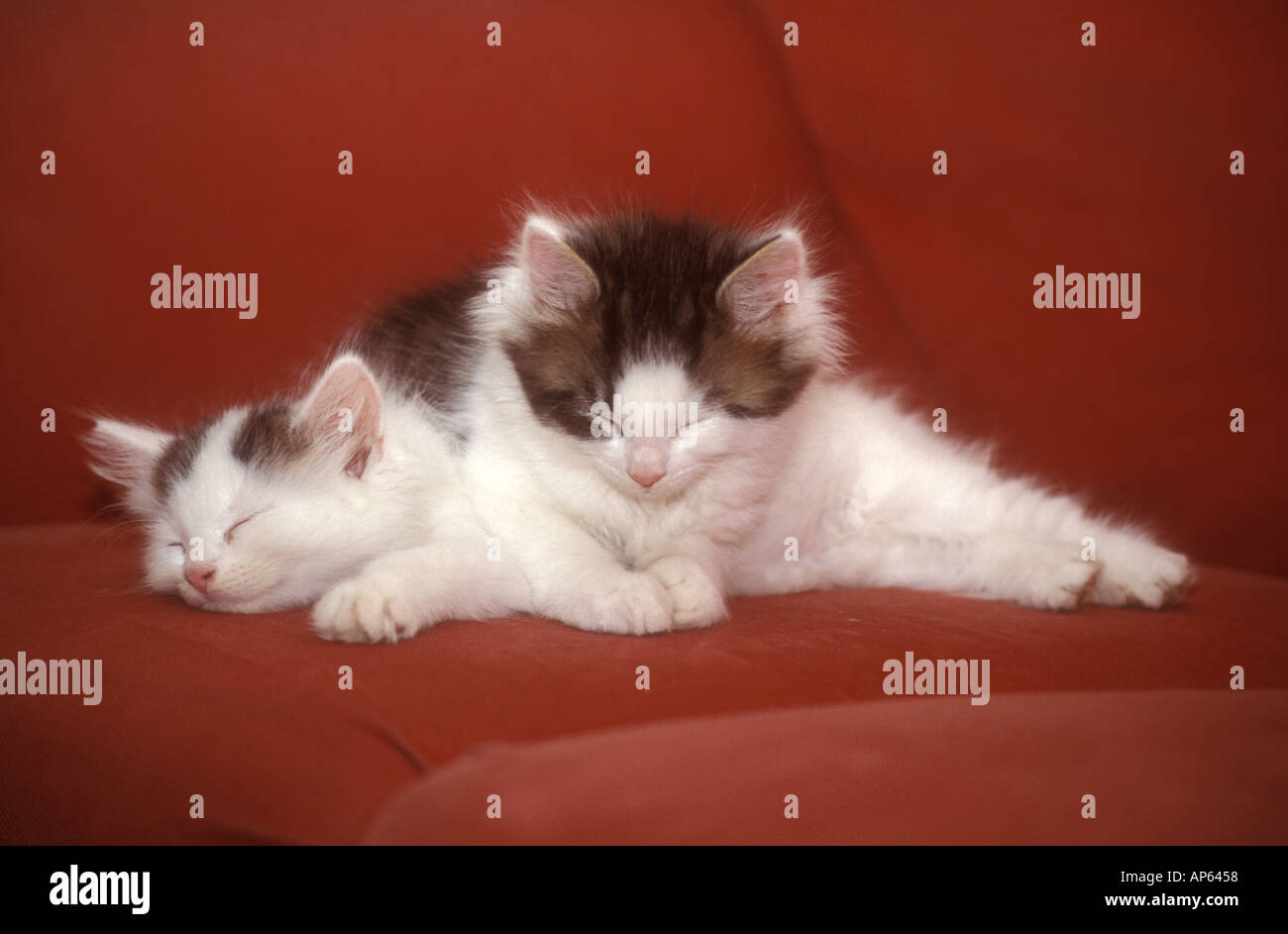 Zwei flauschige Kätzchen liegen zusammen auf dem Sofa und betrachten die Kamera im Nahporträt. Stockfoto