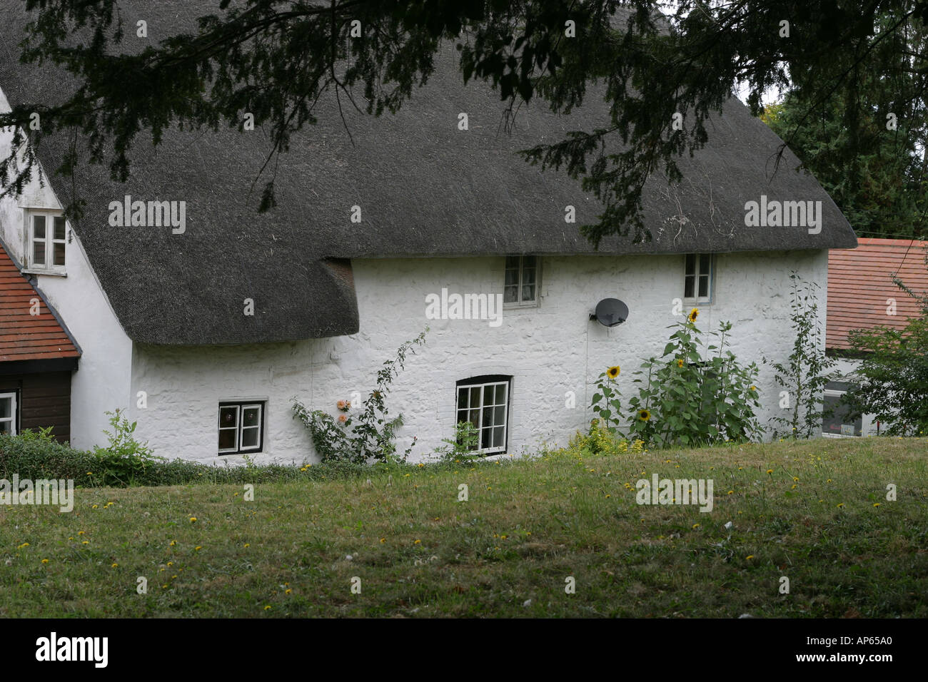 Ein Reetdachhaus in Liddington Wiltshire mit Sonnenblumen und eine Satellitenschüssel Stockfoto