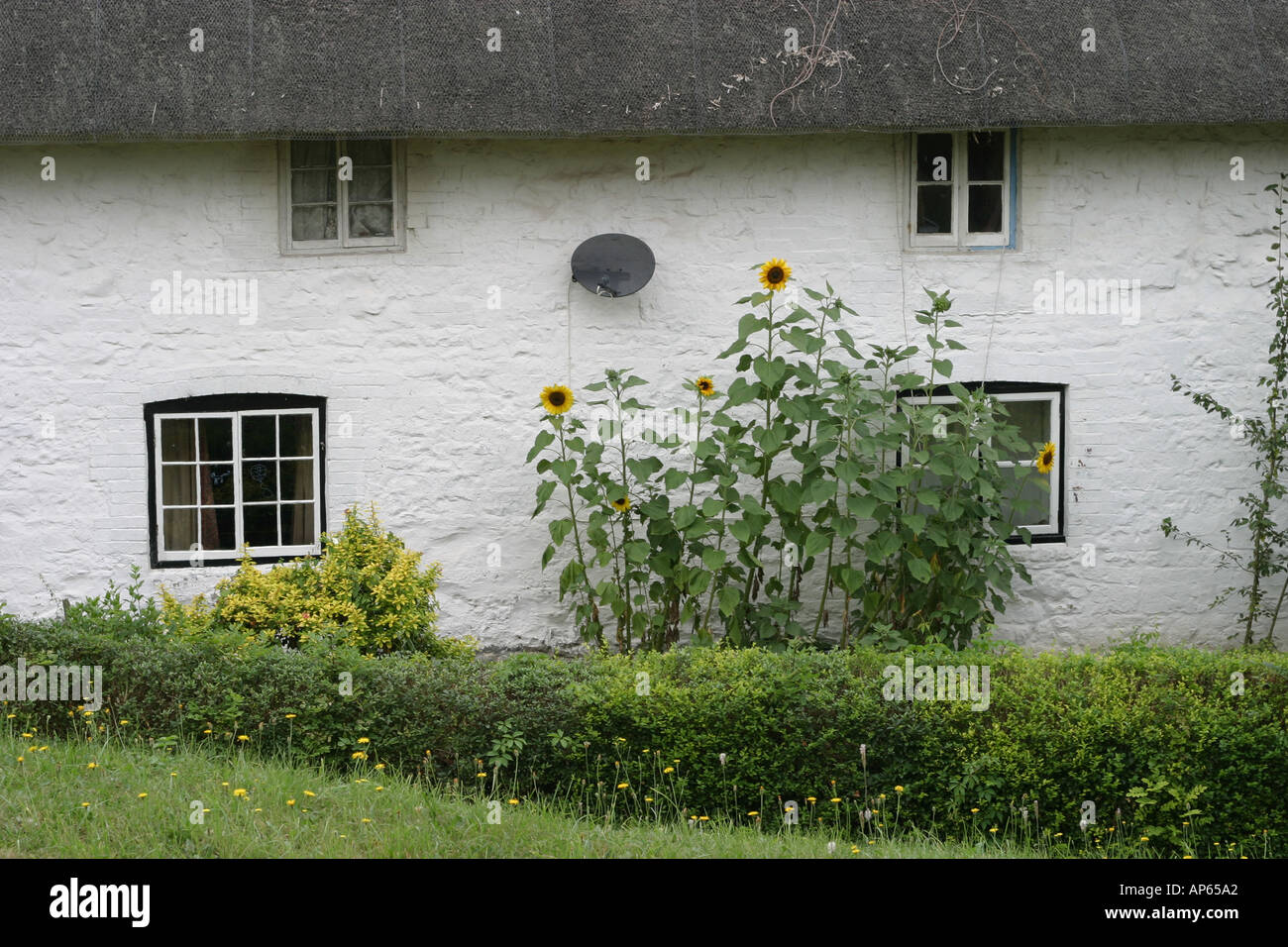 Ein Reetdachhaus in Liddington Wiltshire mit Sonnenblumen und eine Satellitenschüssel Stockfoto