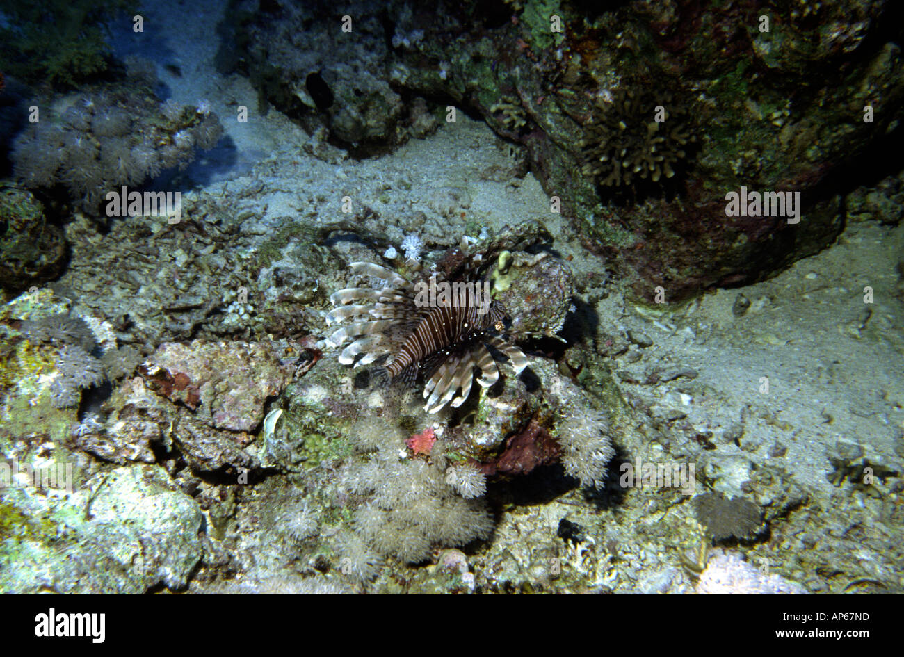 Ägypten Rotes Meer gemeinsame Rotfeuerfisch Pterois volitans Stockfoto