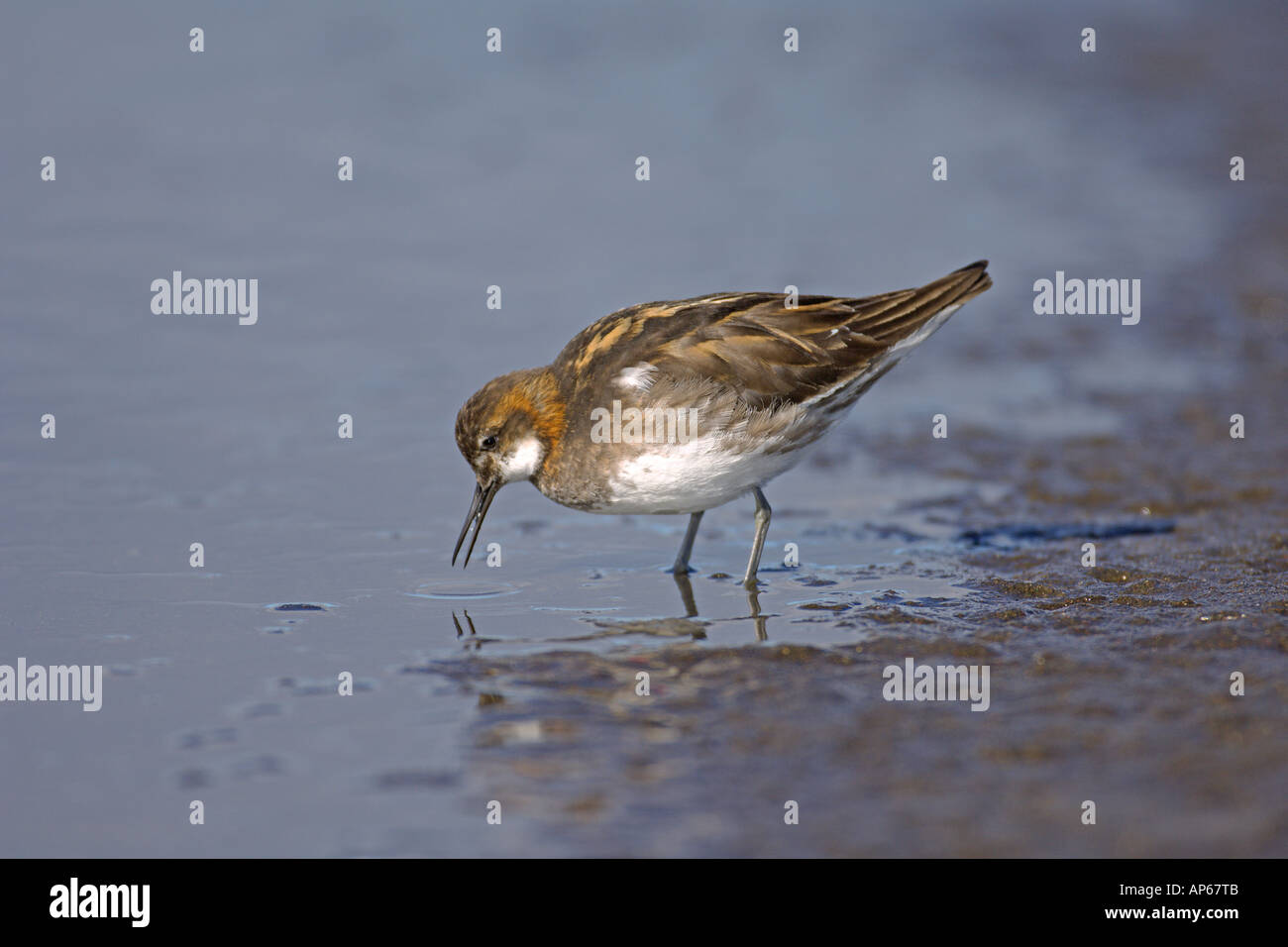 Rot-necked Phalarope Phalaropus Lobatus Männchen in Post Zucht Mauser Rif Island Juli Stockfoto