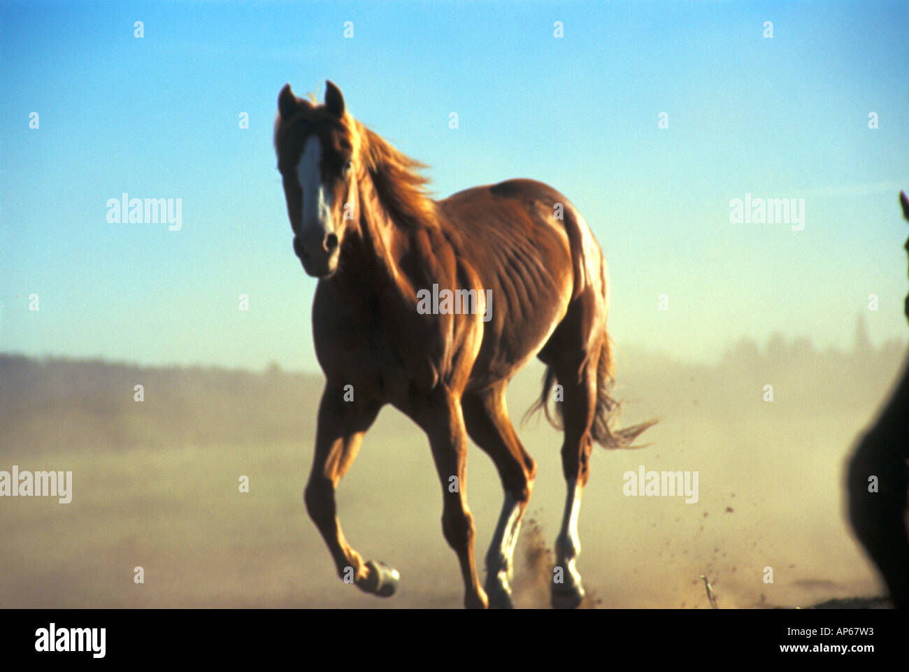 Ein Pferd laufen wild in der Nähe von Sunriver, Oregon. Stockfoto