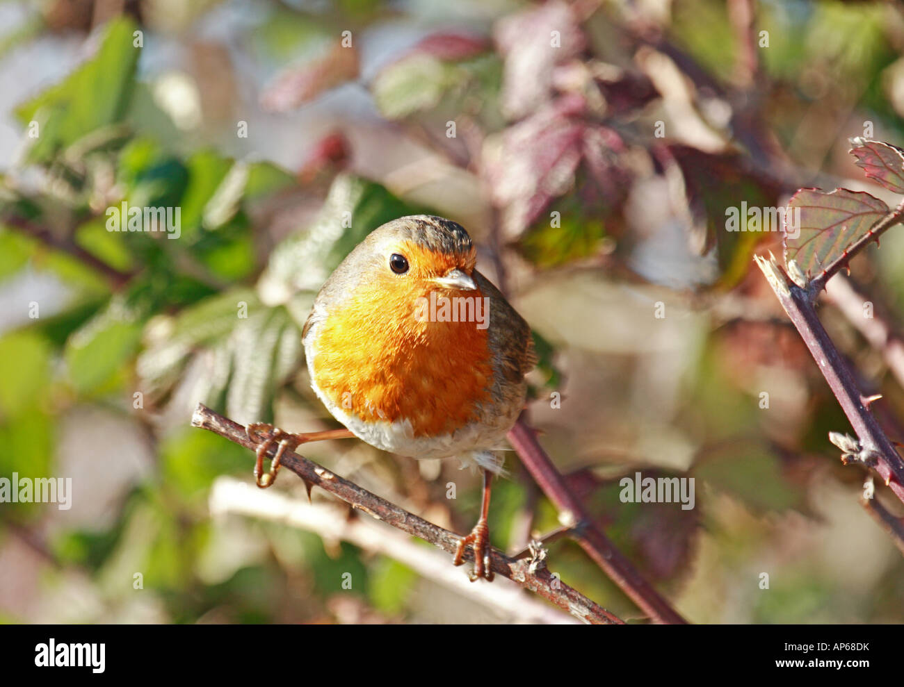 Robin auf einem Busch in der Nachmittagssonne Stockfoto