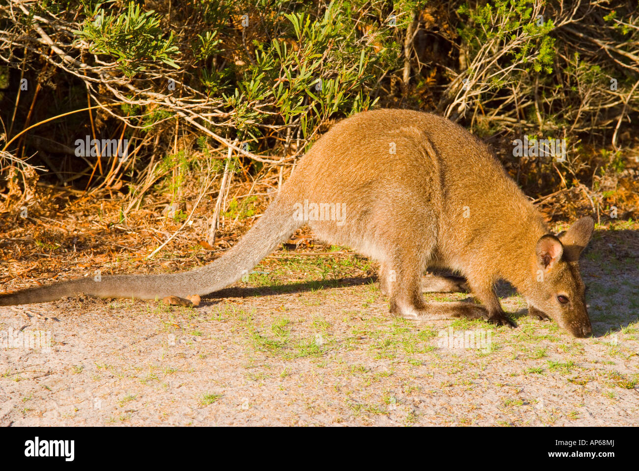 Bennett Wallaby Stockfoto