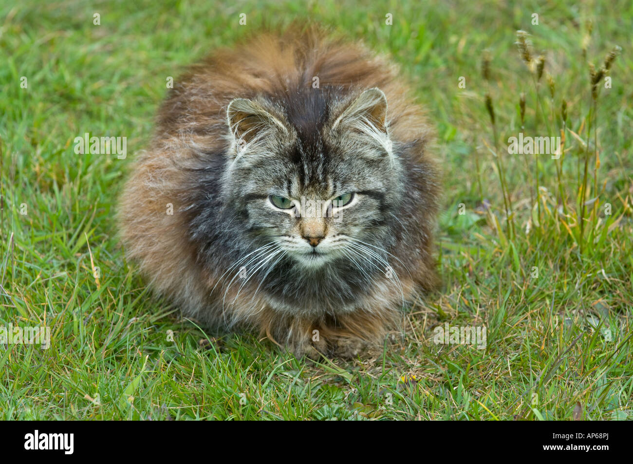 Inländische Katze Felis Domesticus wenn geht wilde Kurse Schäden an einheimischen sitzen außerhalb Port Howard Lodge Falkland-Inseln Stockfoto