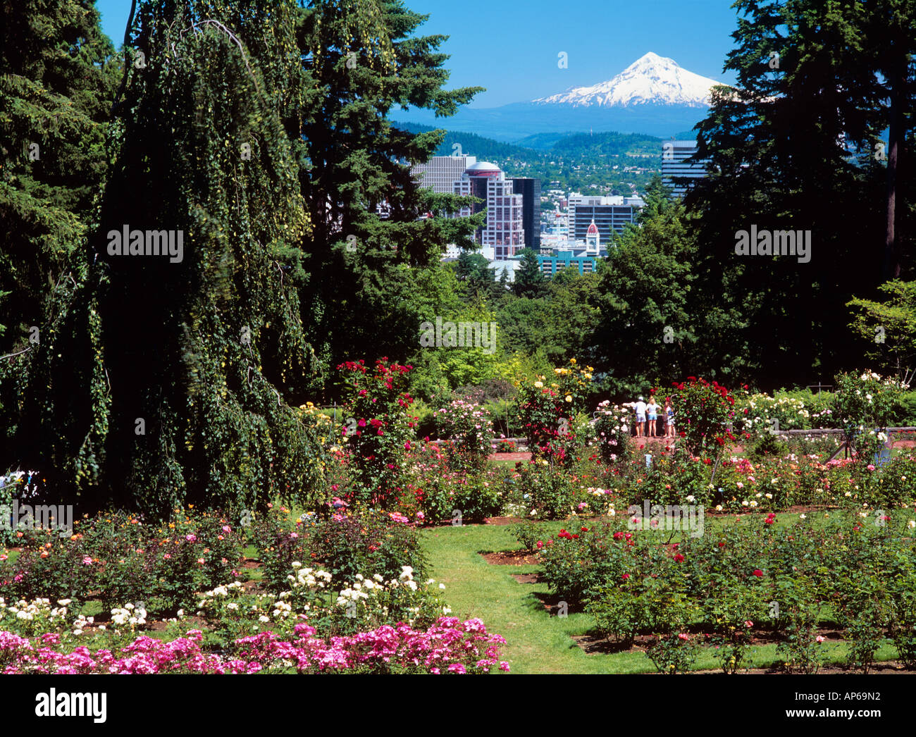Usa Oregon Portland Rosengarten Im Washington Park Stockfoto