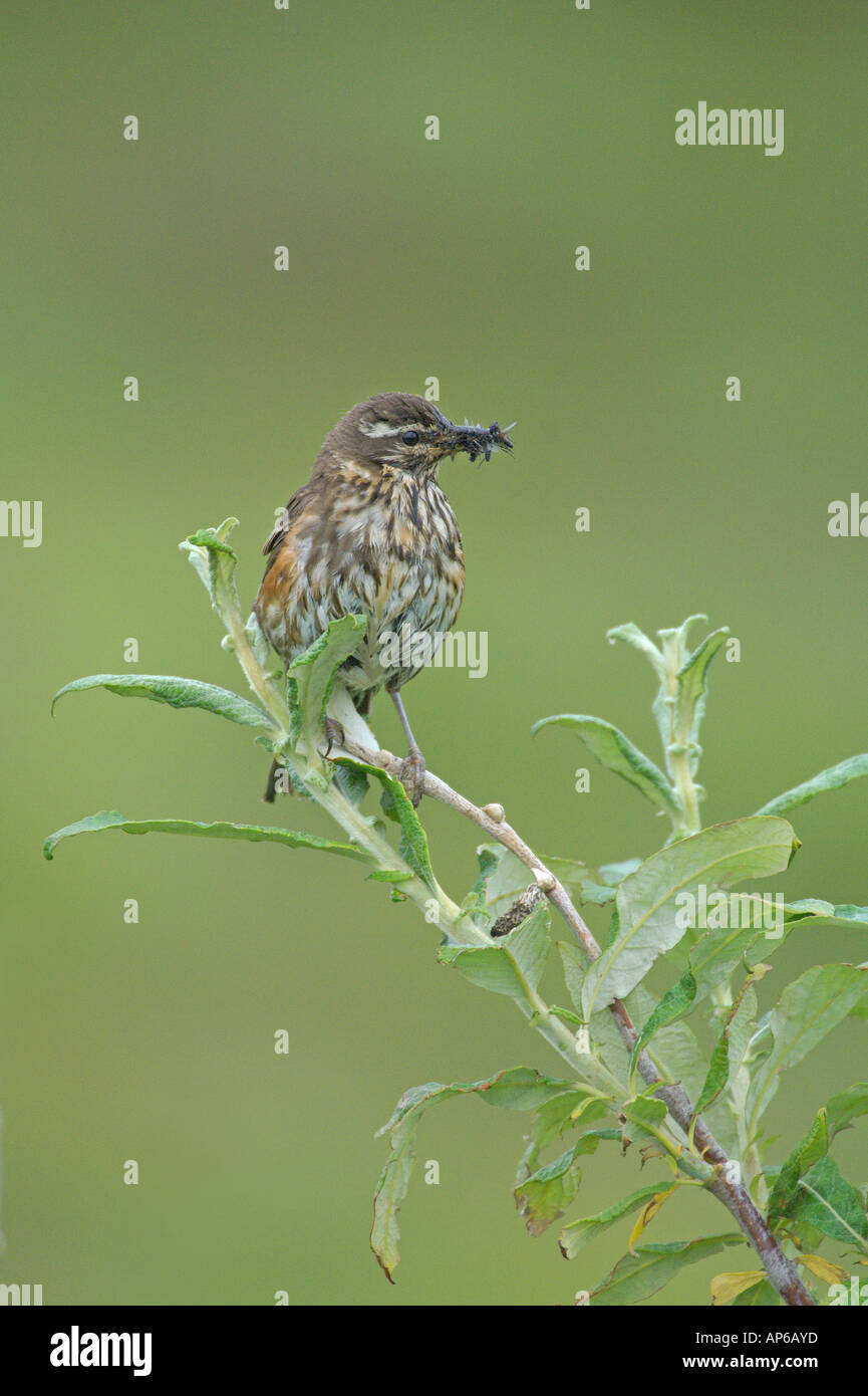 Rotdrossel Turdus Iliacus Sommer Erwachsenen mit Bill voller Insekten thront in Weide Island August Stockfoto