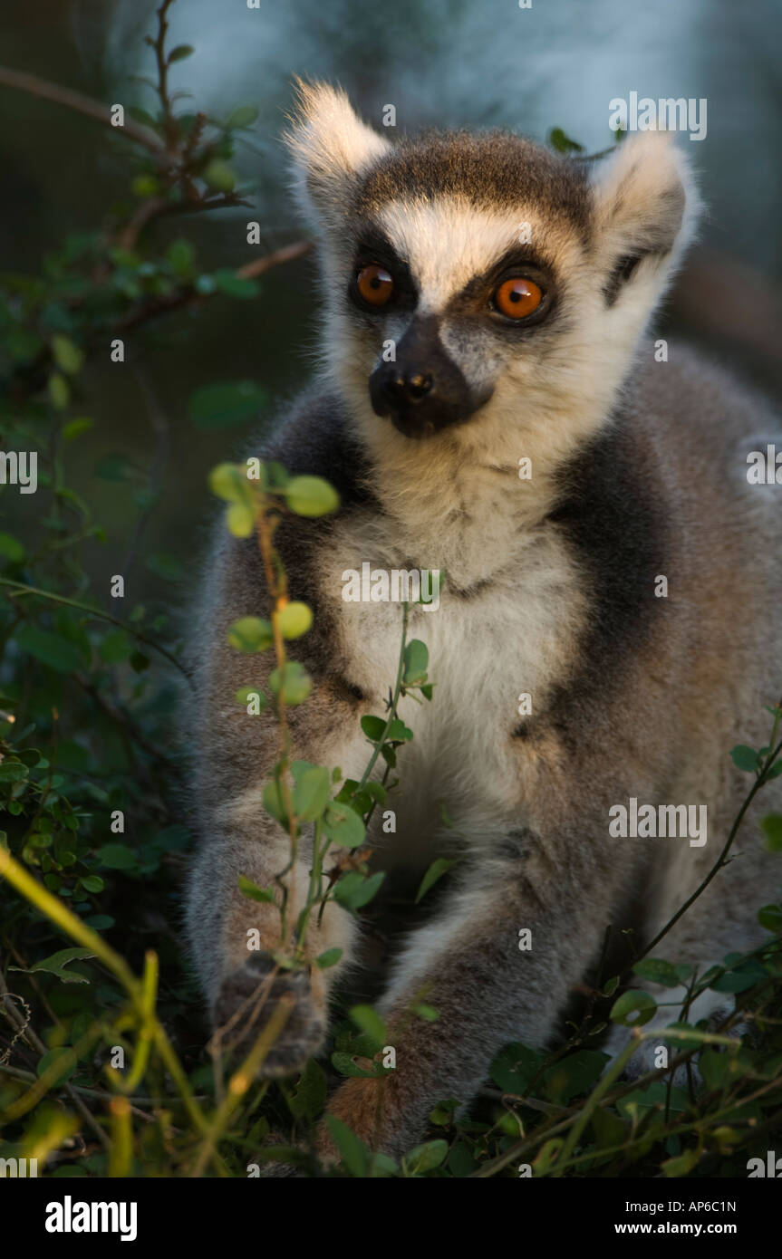Katta Lemur Catta, Berenty Privatreservat, Madagaskar Stockfotografie