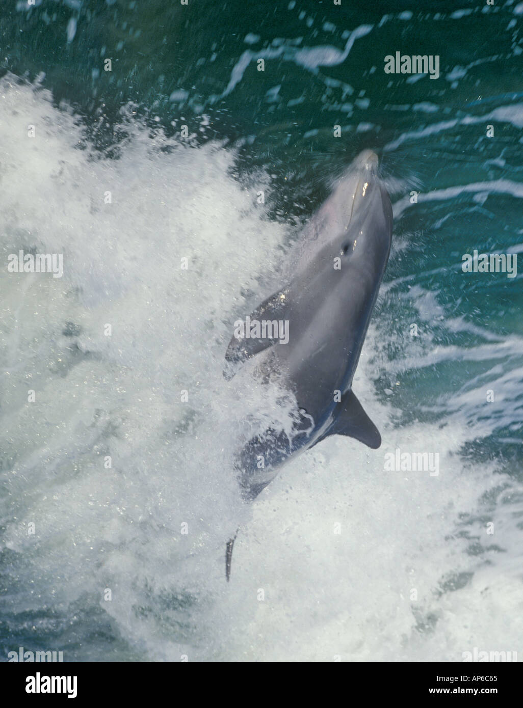 Tümmler springen im Surfen in Hawaii Stockfoto
