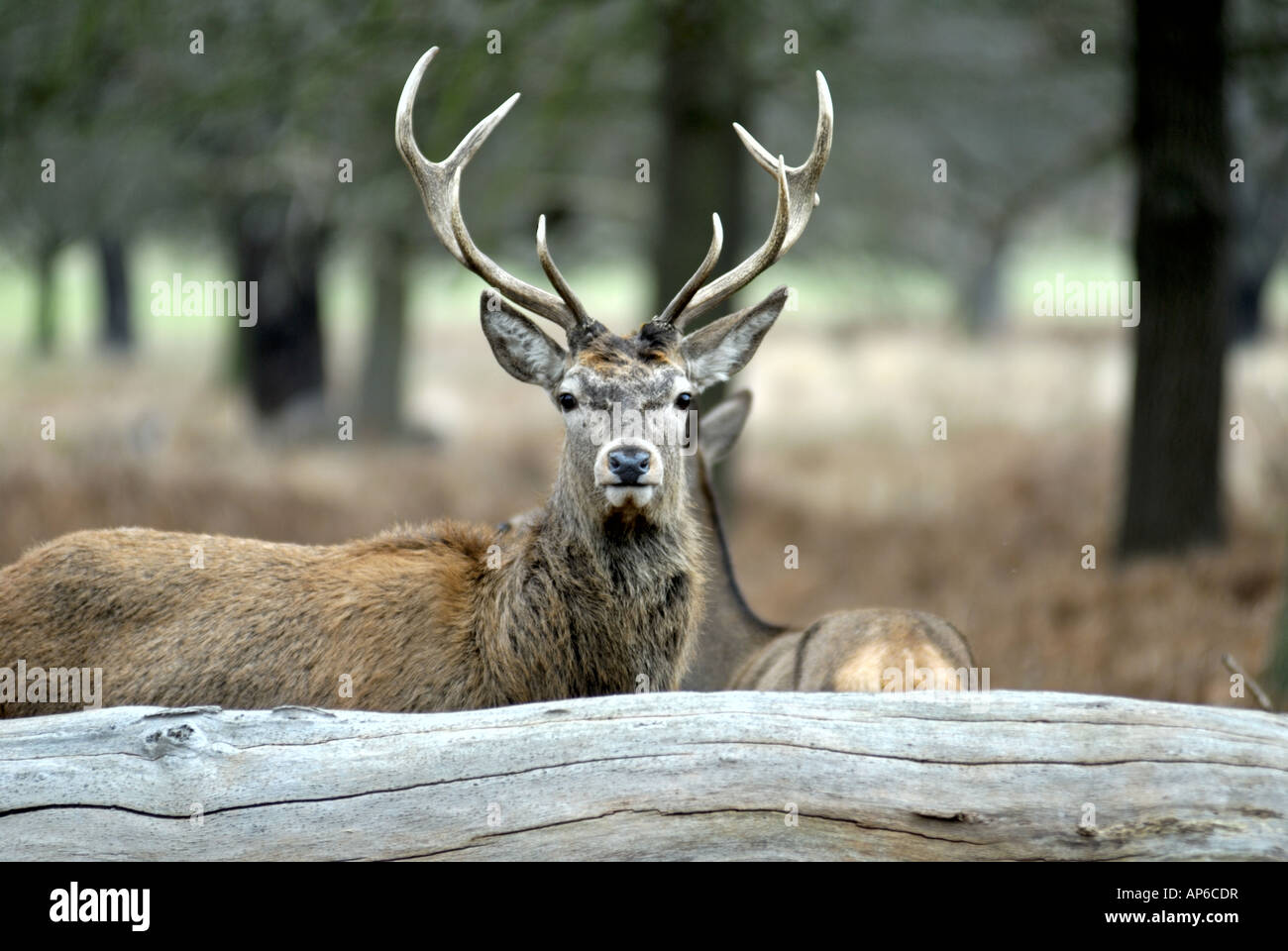 Red Deer Vereinigtes Königreich Stockfoto