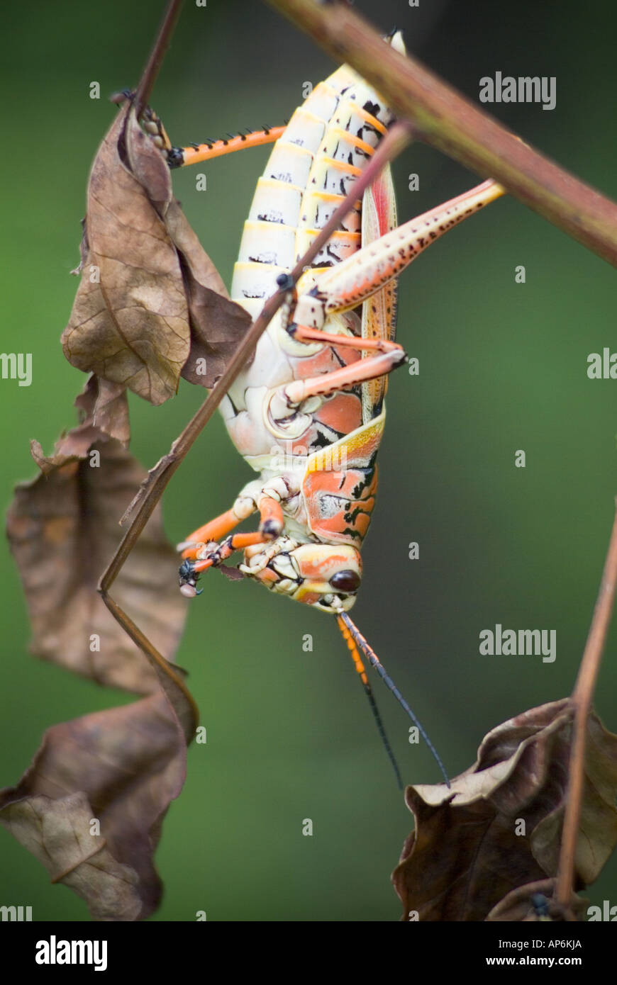 Sudostlichen Lummel Heuschrecke Insekten Wanzen Garten Schadlinge