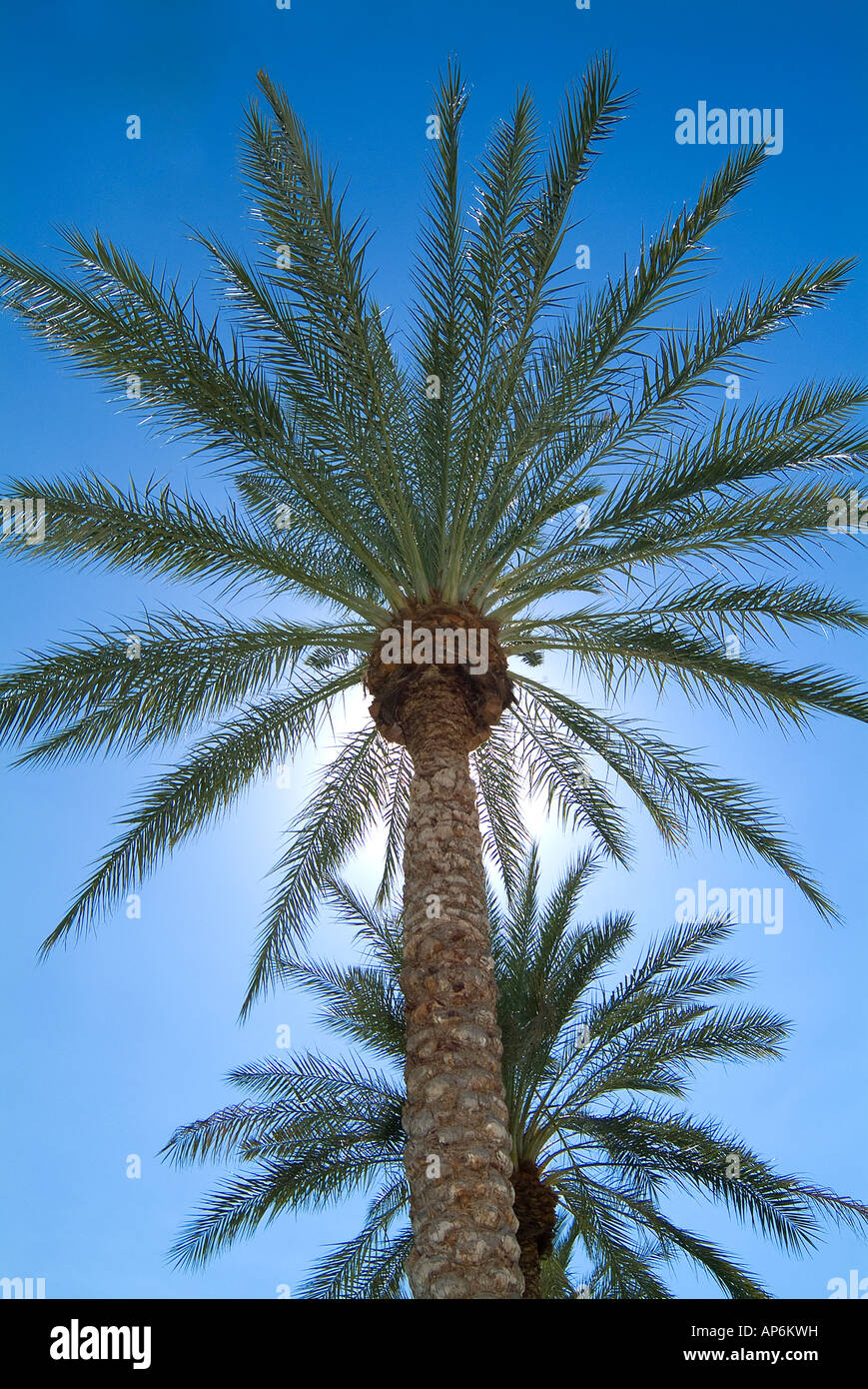 Palme mit Sonne und blauer Himmel Stockfoto